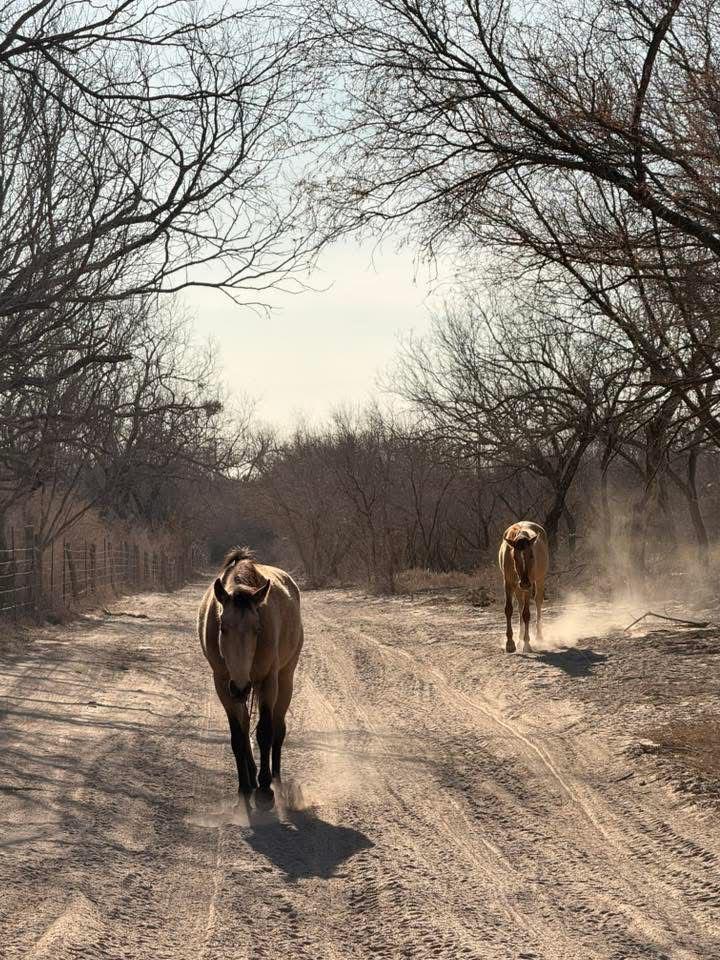 Imagen del evento Gran Cabalgata Rancho El Pato 2026